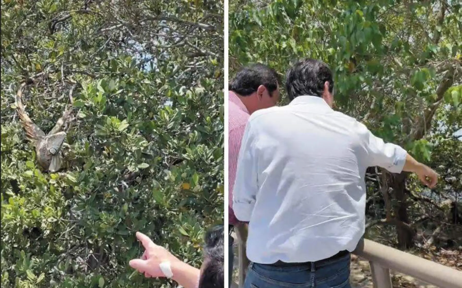 Osorio Chong visita a cocodrilos e iguanas de Tampico 